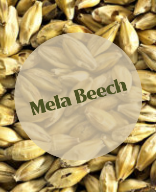 Ireks Mela Beech